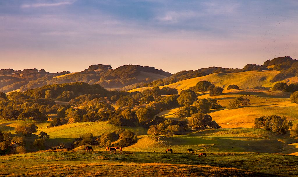 carneros-the-orchard-at-carneros-experience-luxury